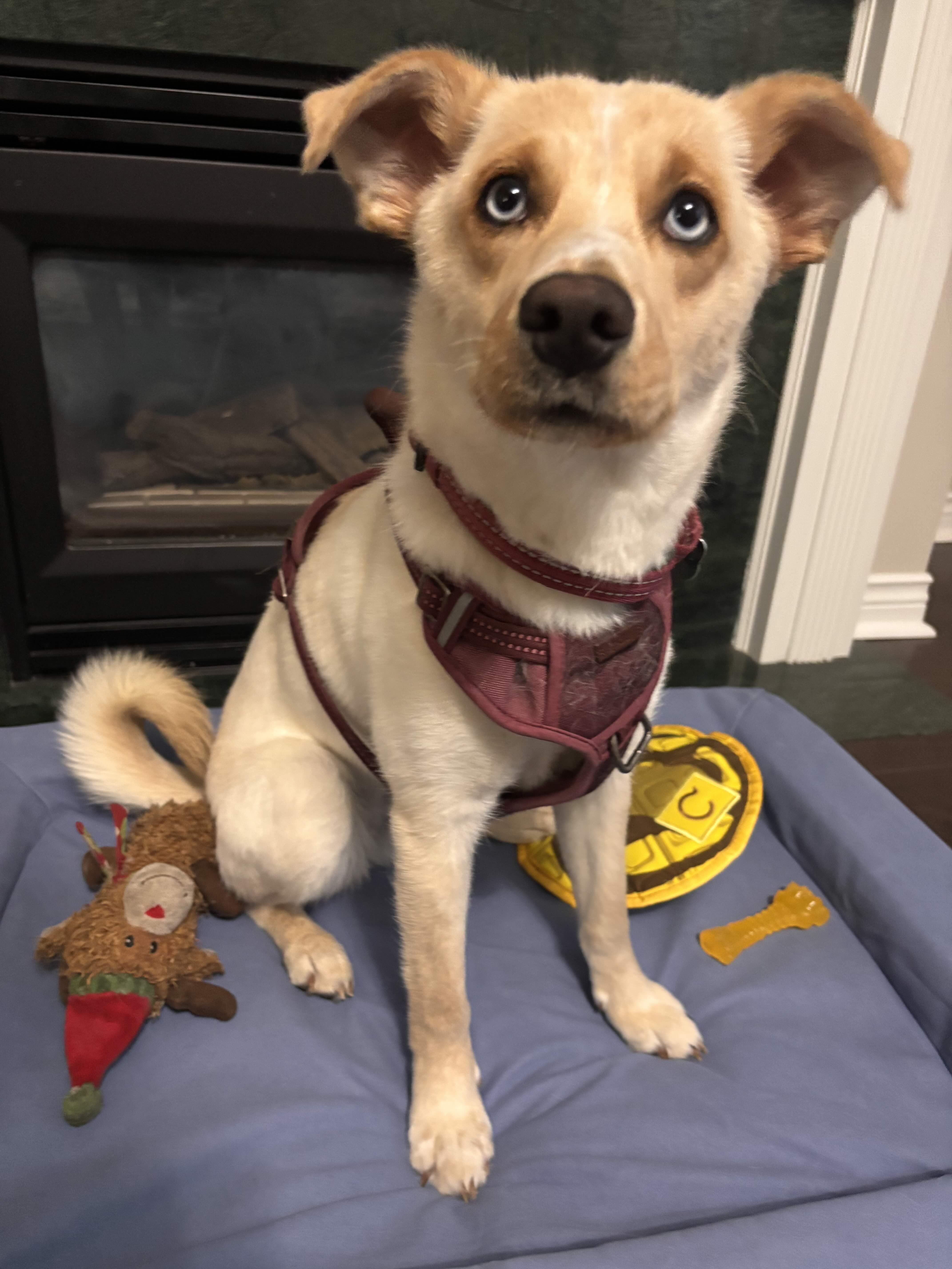 Valerie, a Adoptable mixed breed in Oakville, ON image 6/6