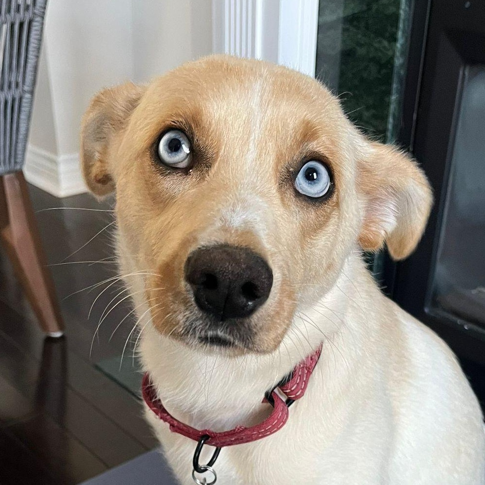 Valerie, a Adoptable mixed breed in Oakville, ON image 1/6