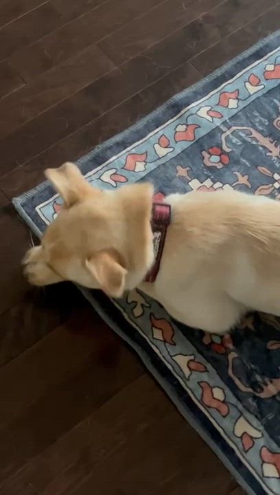 Enlarge Valerie, a Adoptable mixed breed in Oakville, ON video 3/6