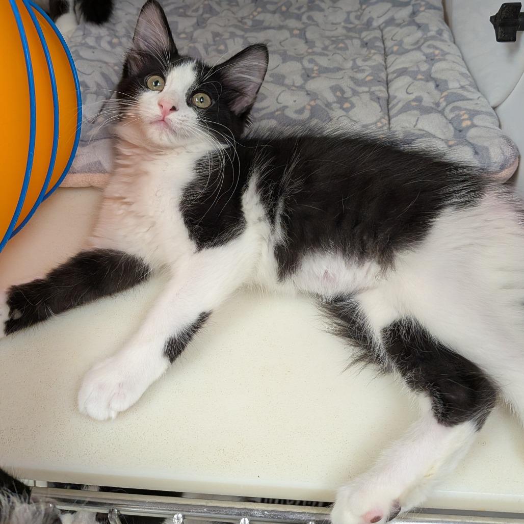 Luna, Adoptable, Kitten Female Domestic Long Hair.