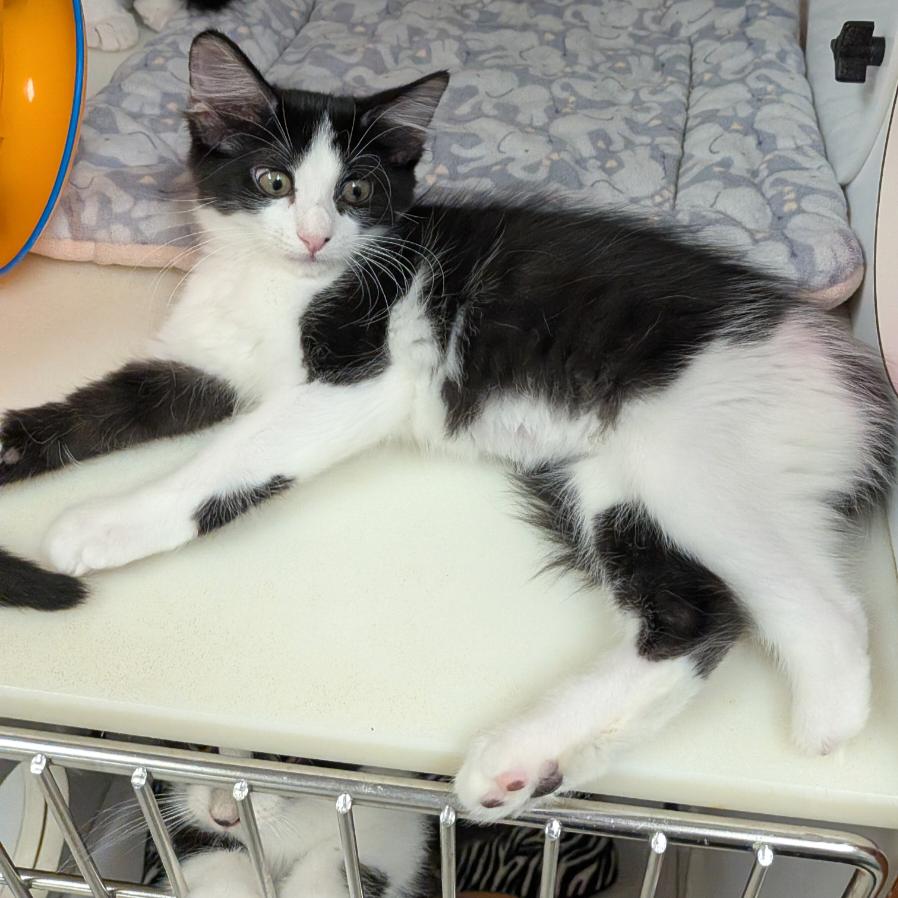 Luna, a Adoptable Domestic Long Hair in Hannibal, MO image 2/2