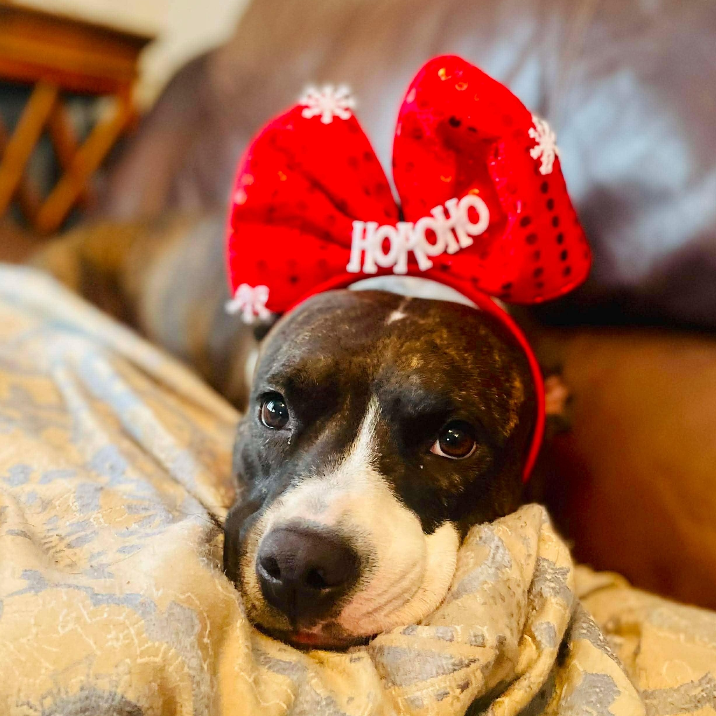 Florentina, a Adoptable mixed breed in Brattleboro, VT image 1/6
