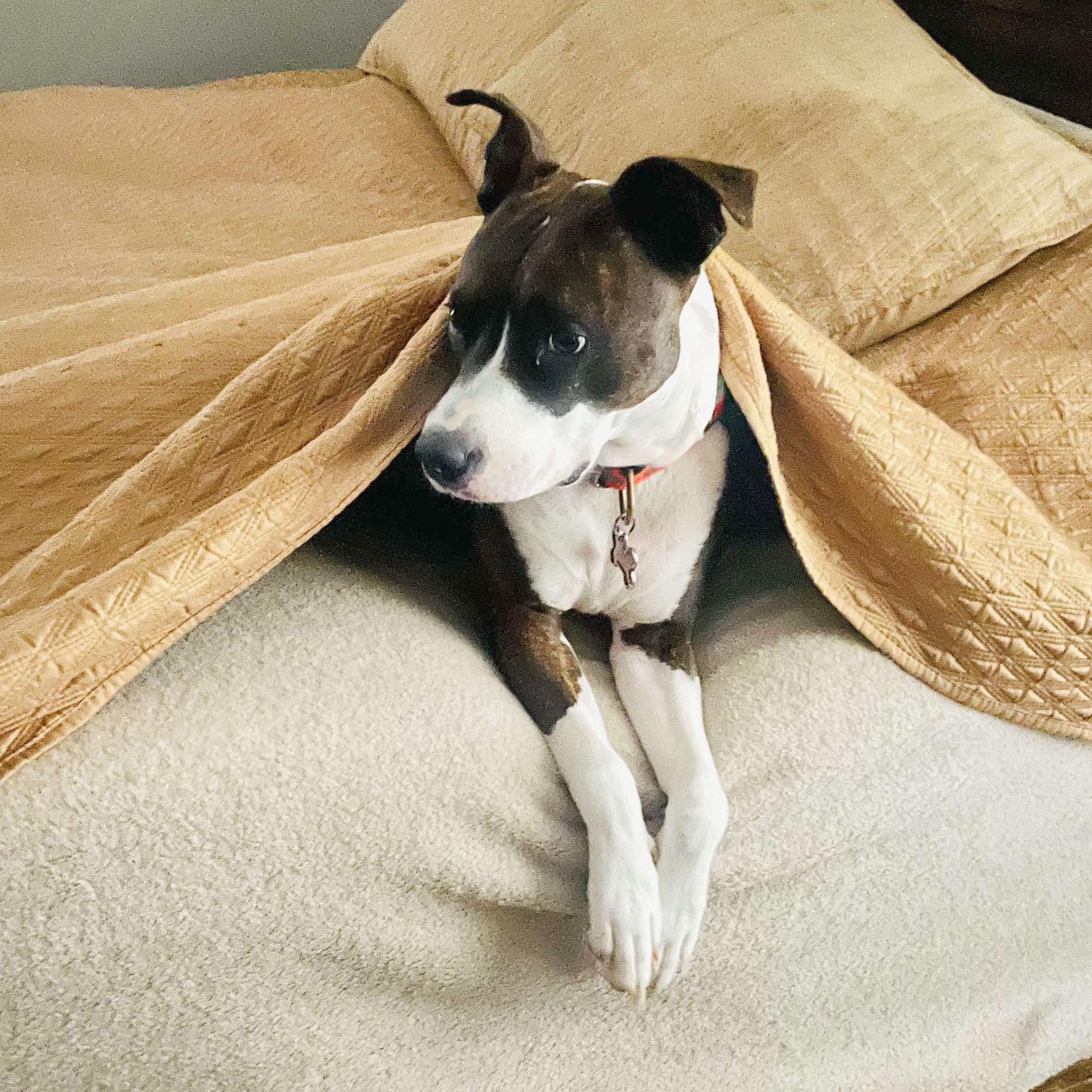 Florentina, a Adoptable mixed breed in Brattleboro, VT image 2/6