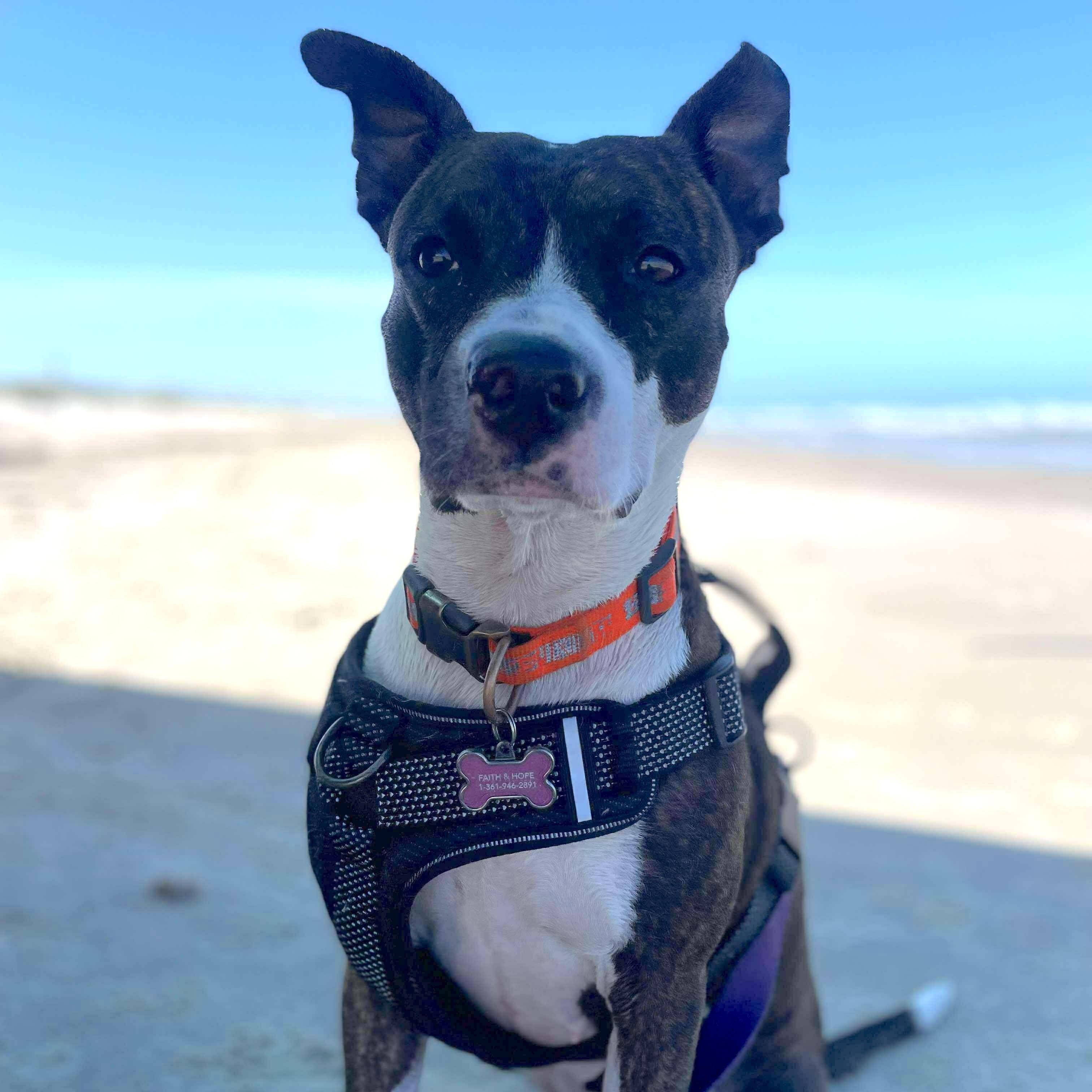 Florentina, a Adoptable mixed breed in Brattleboro, VT image 5/6
