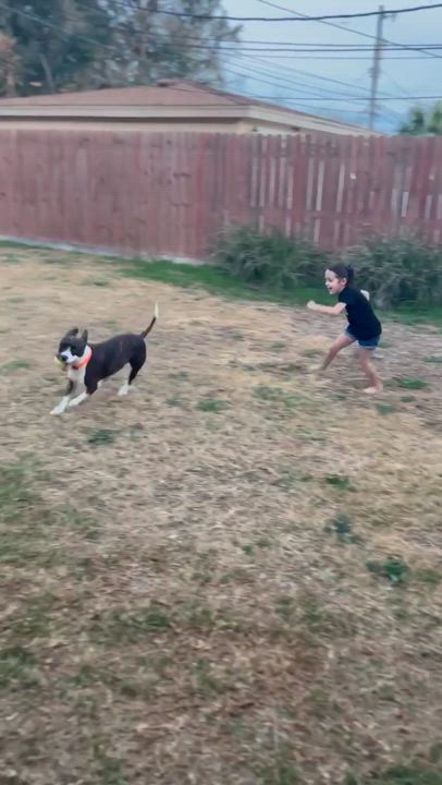 Enlarge Florentina, a Adoptable mixed breed in Brattleboro, VT video 3/6