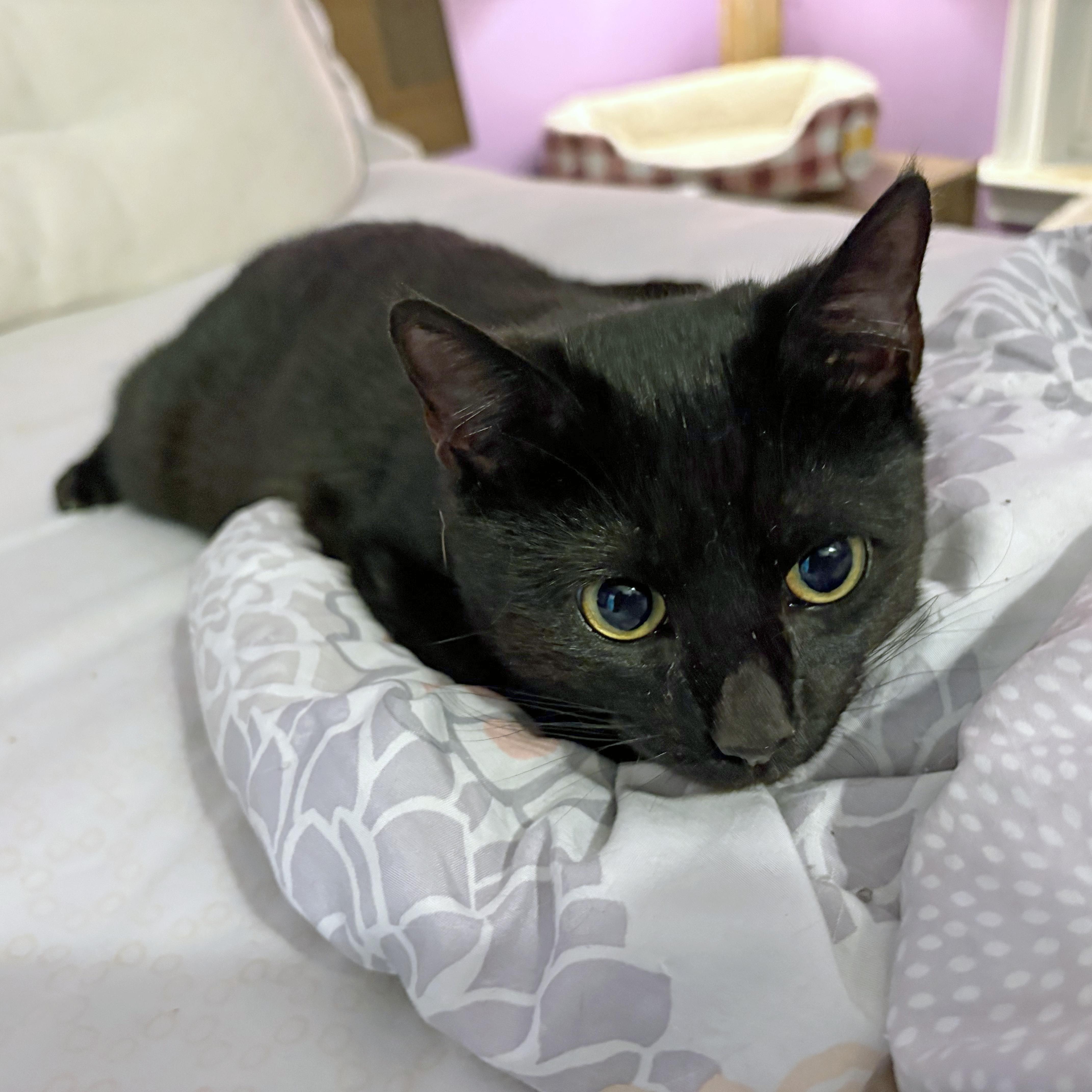 Enlarge Toby, a ADOPTABLE Domestic Short Hair in Mauldin, SC image 1/6