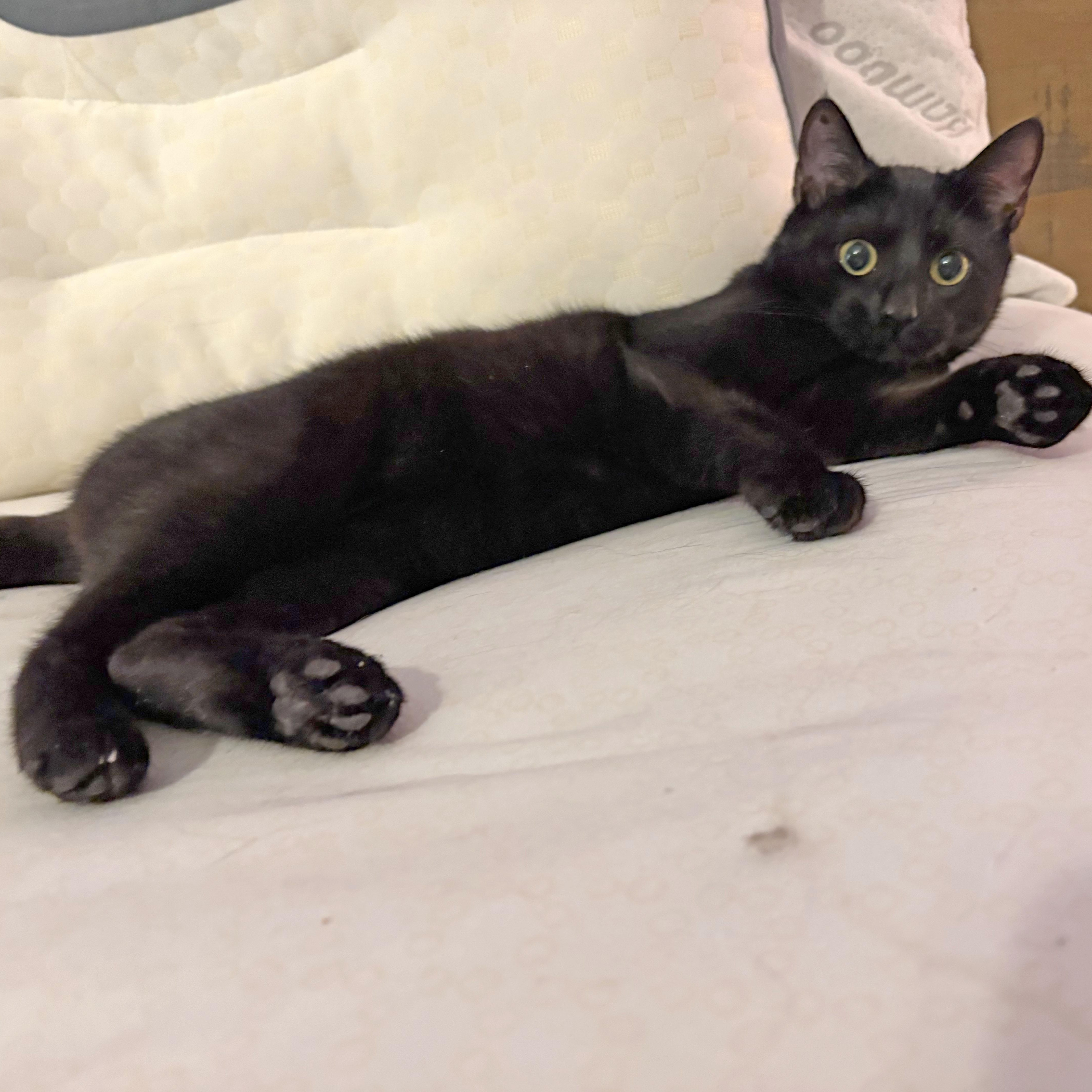 Enlarge Toby, a ADOPTABLE Domestic Short Hair in Mauldin, SC image 3/6