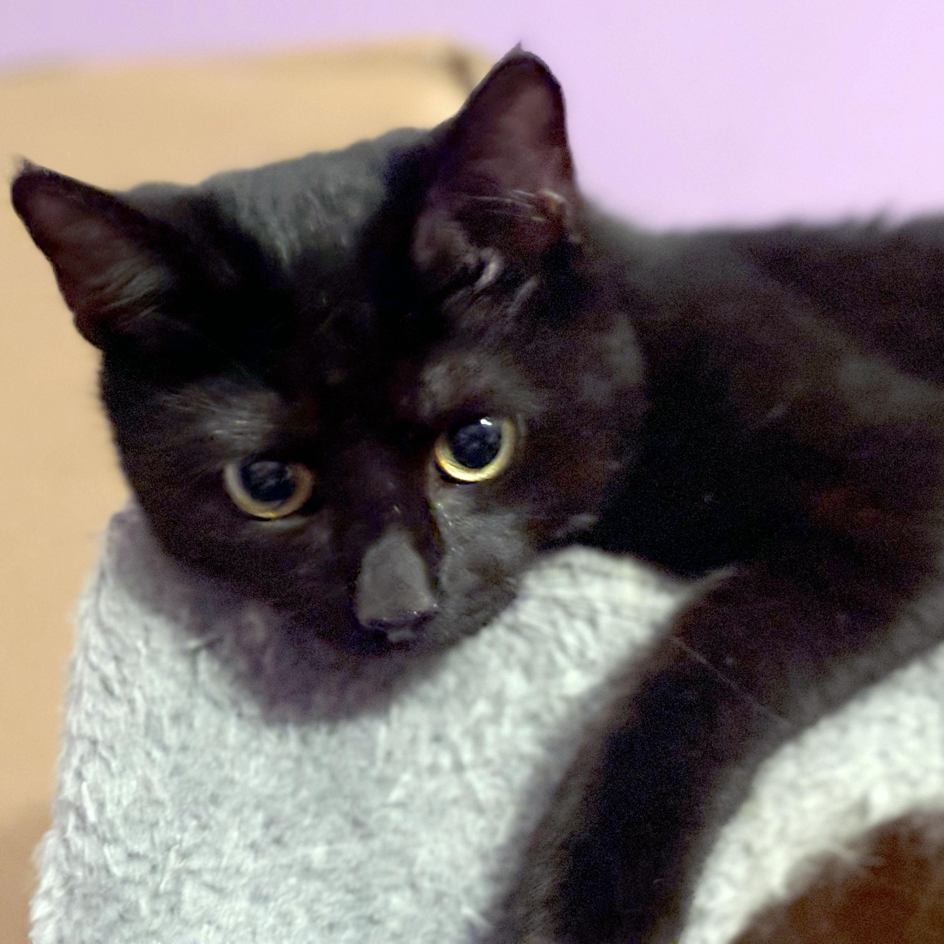 Enlarge Toby, a ADOPTABLE Domestic Short Hair in Mauldin, SC image 4/6