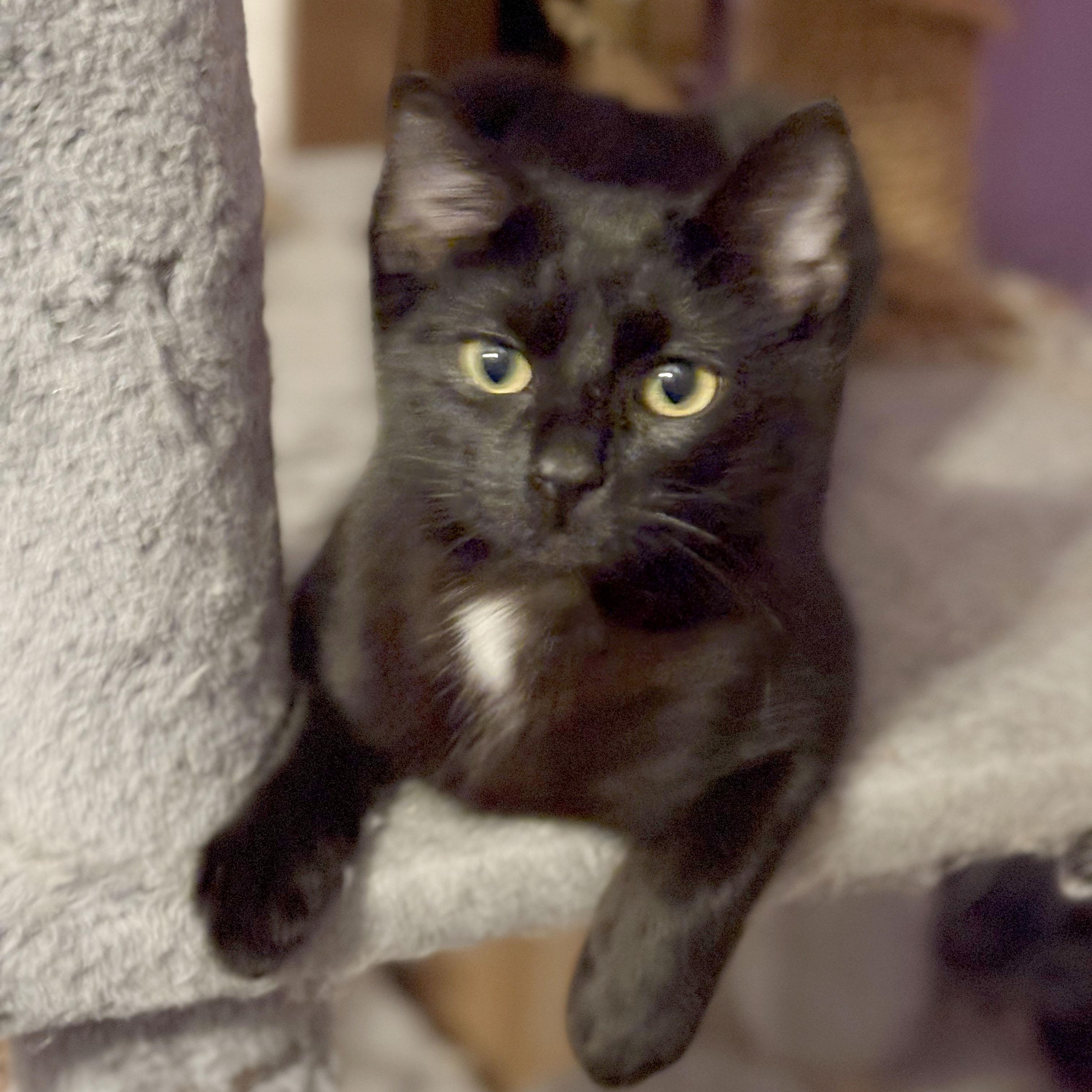 Enlarge Toby, a ADOPTABLE Domestic Short Hair in Mauldin, SC image 5/6