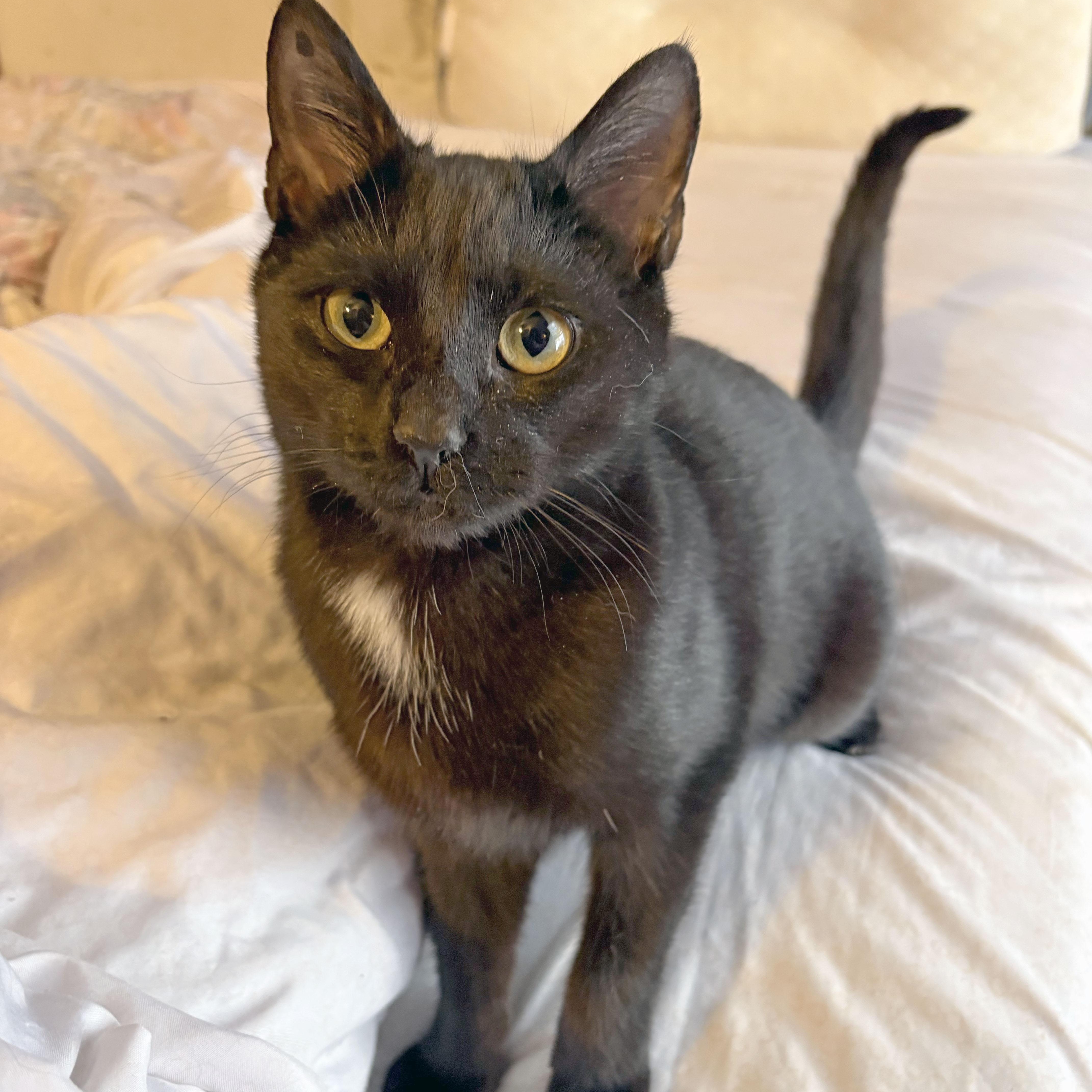 Enlarge Toby, a ADOPTABLE Domestic Short Hair in Mauldin, SC image 1/6