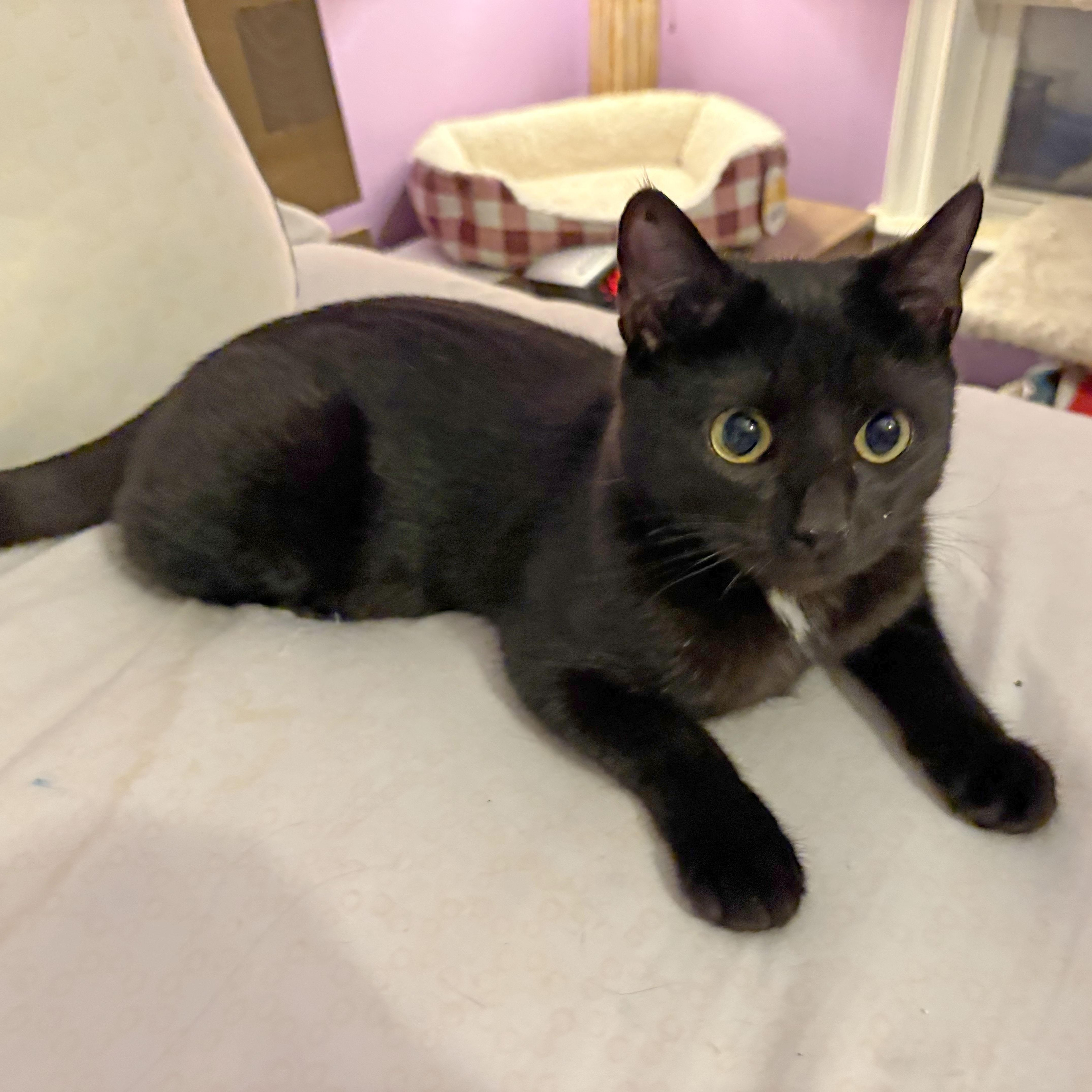 Enlarge Toby, a ADOPTABLE Domestic Short Hair in Mauldin, SC image 2/6