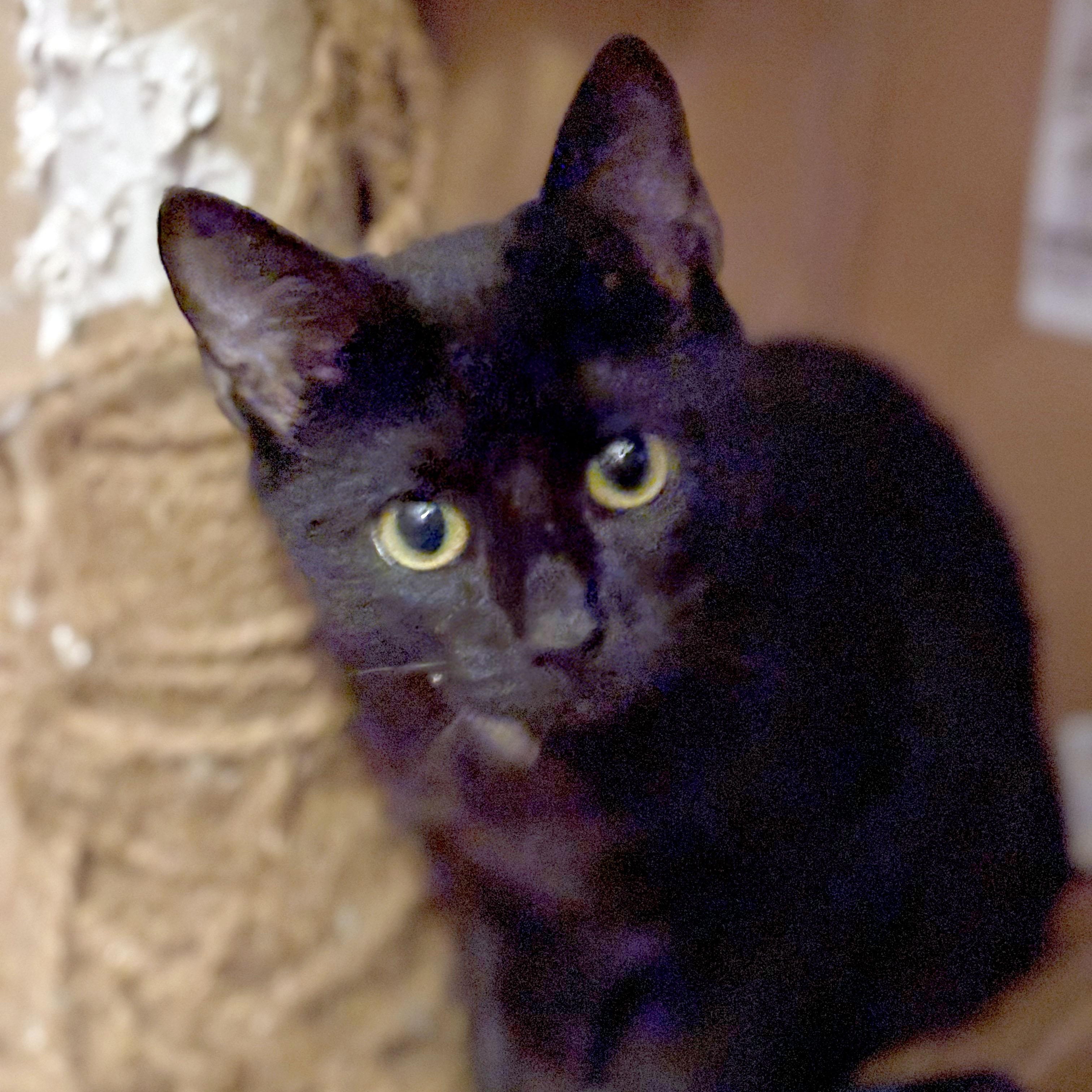 Enlarge Toby, a ADOPTABLE Domestic Short Hair in Mauldin, SC image 6/6