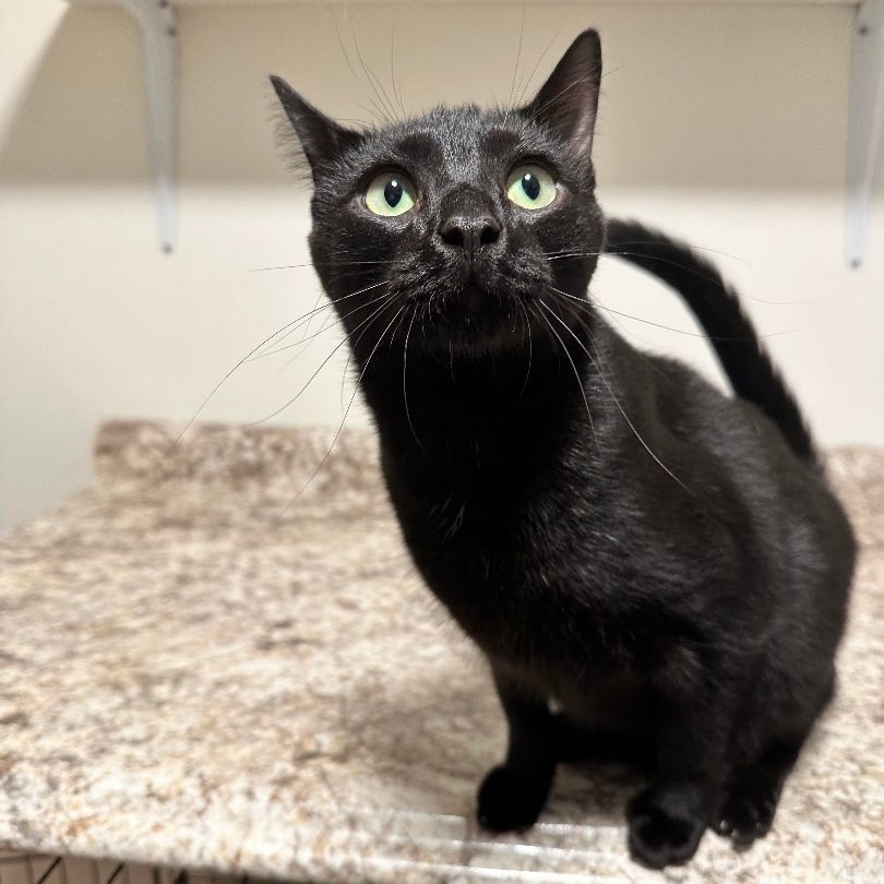 Enlarge Reggie (FeLV+), a Adoptable mixed breed in Shippenville, PA image 3/5