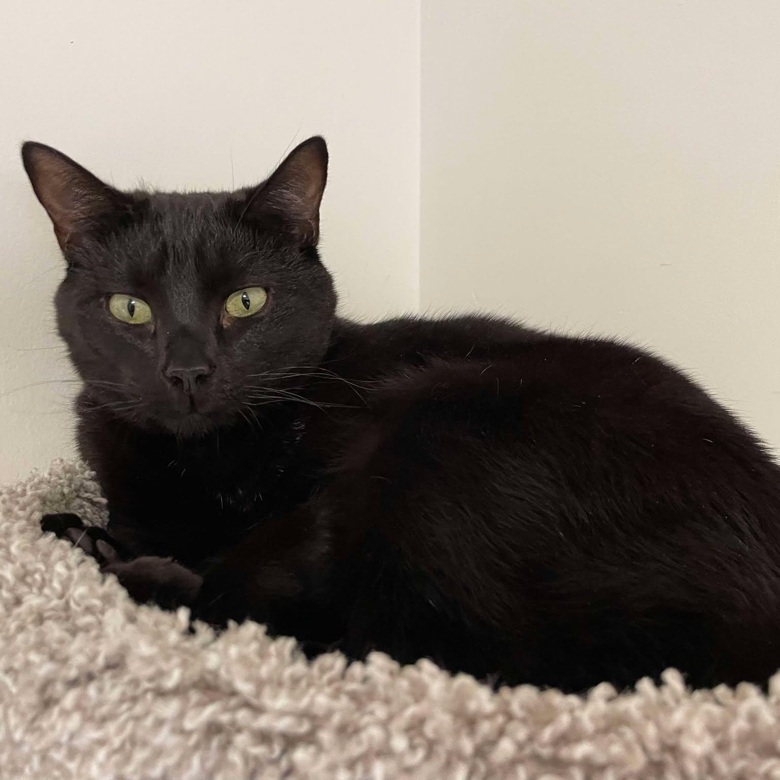 Enlarge Reggie (FeLV+), a Adoptable mixed breed in Shippenville, PA image 2/5