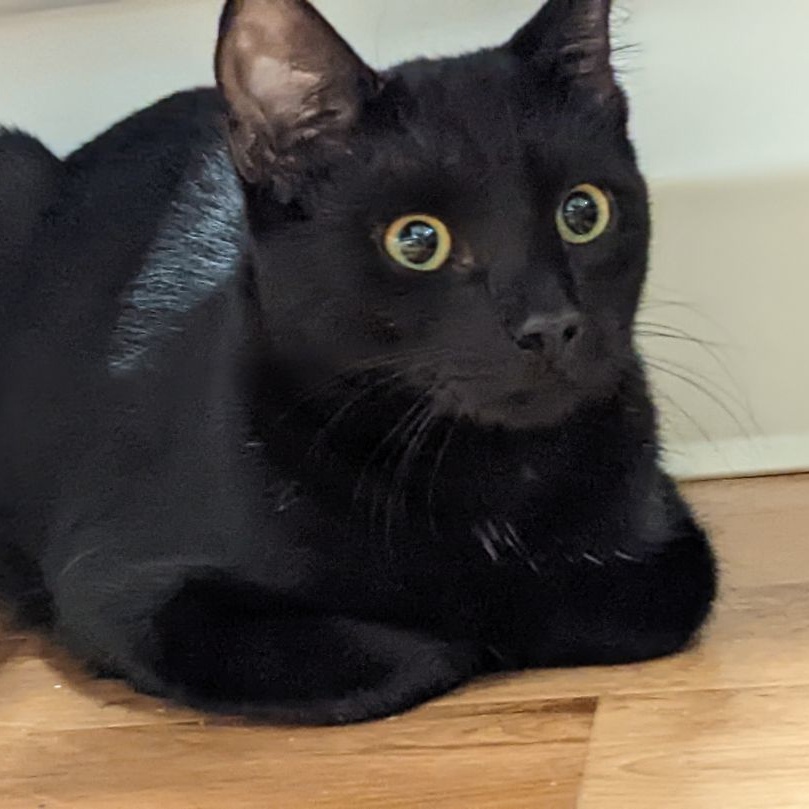 Enlarge Reggie (FeLV+), a Adoptable mixed breed in Shippenville, PA image 4/5