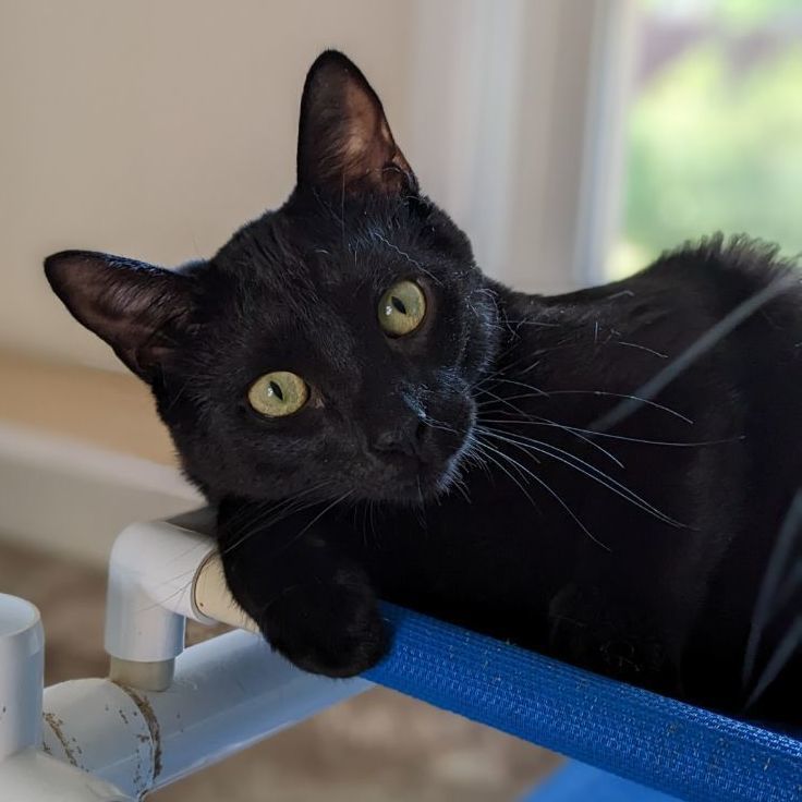 Enlarge Reggie (FeLV+), a Adoptable mixed breed in Shippenville, PA image 1/5