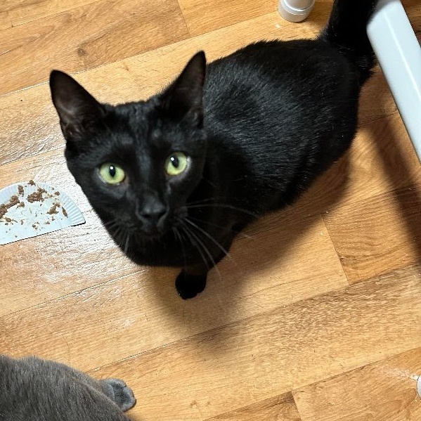 Enlarge Reggie (FeLV+), a Adoptable mixed breed in Shippenville, PA image 5/5