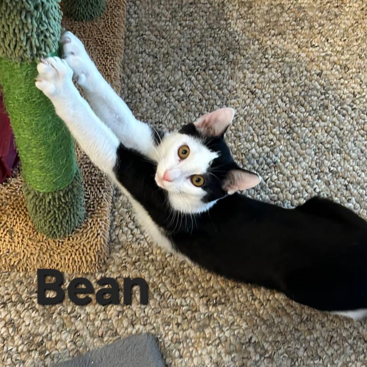 Enlarge Bean, a Adoptable Domestic Short Hair in Sewell, NJ image 2/2