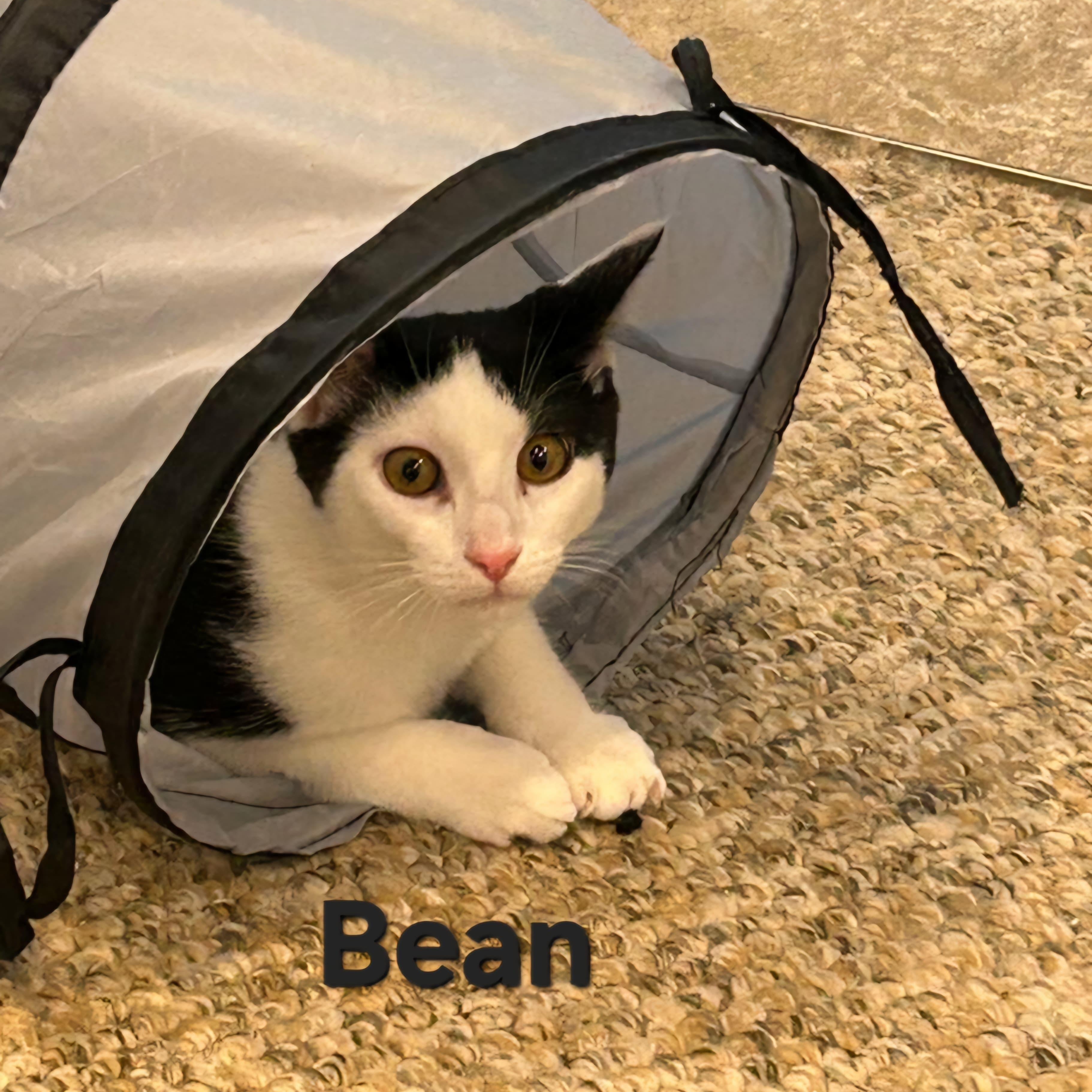 Bean, Adoptable, Kitten Female Domestic Short Hair.