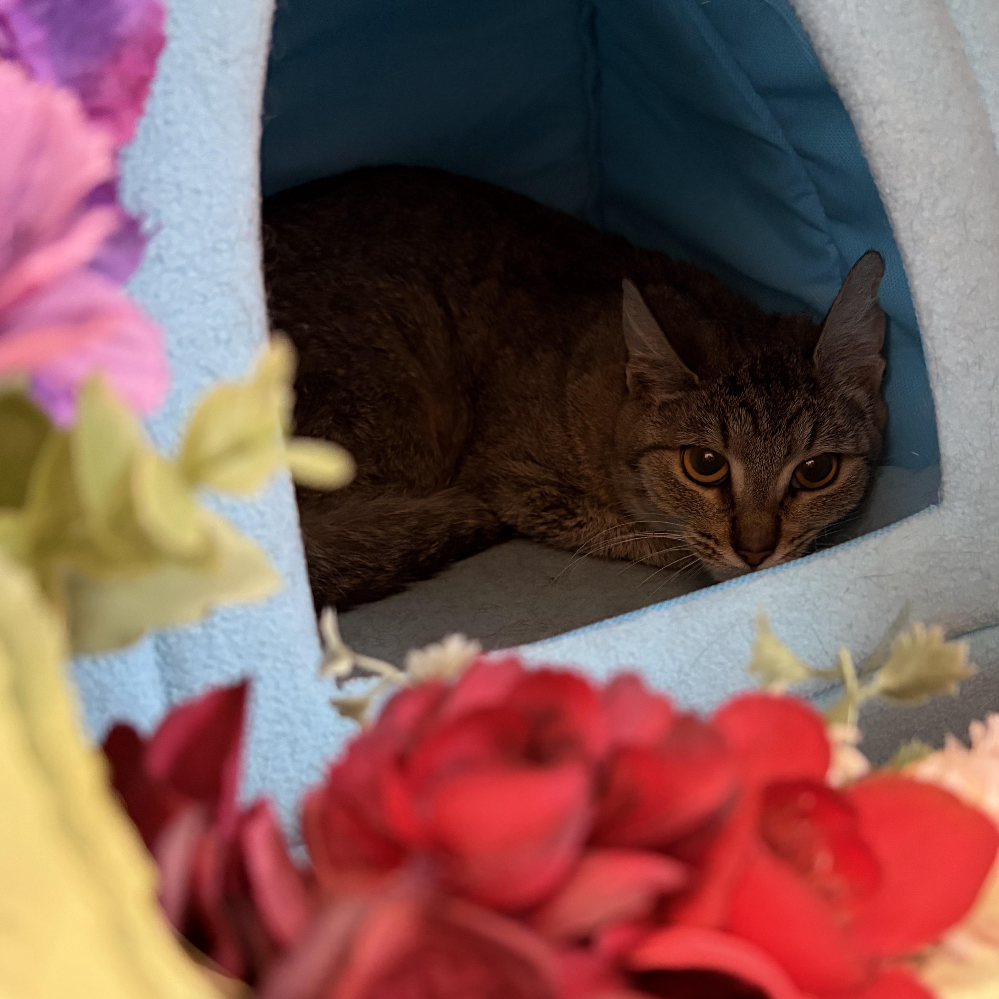 Renee, Adoptable, Adult Female American Shorthair.