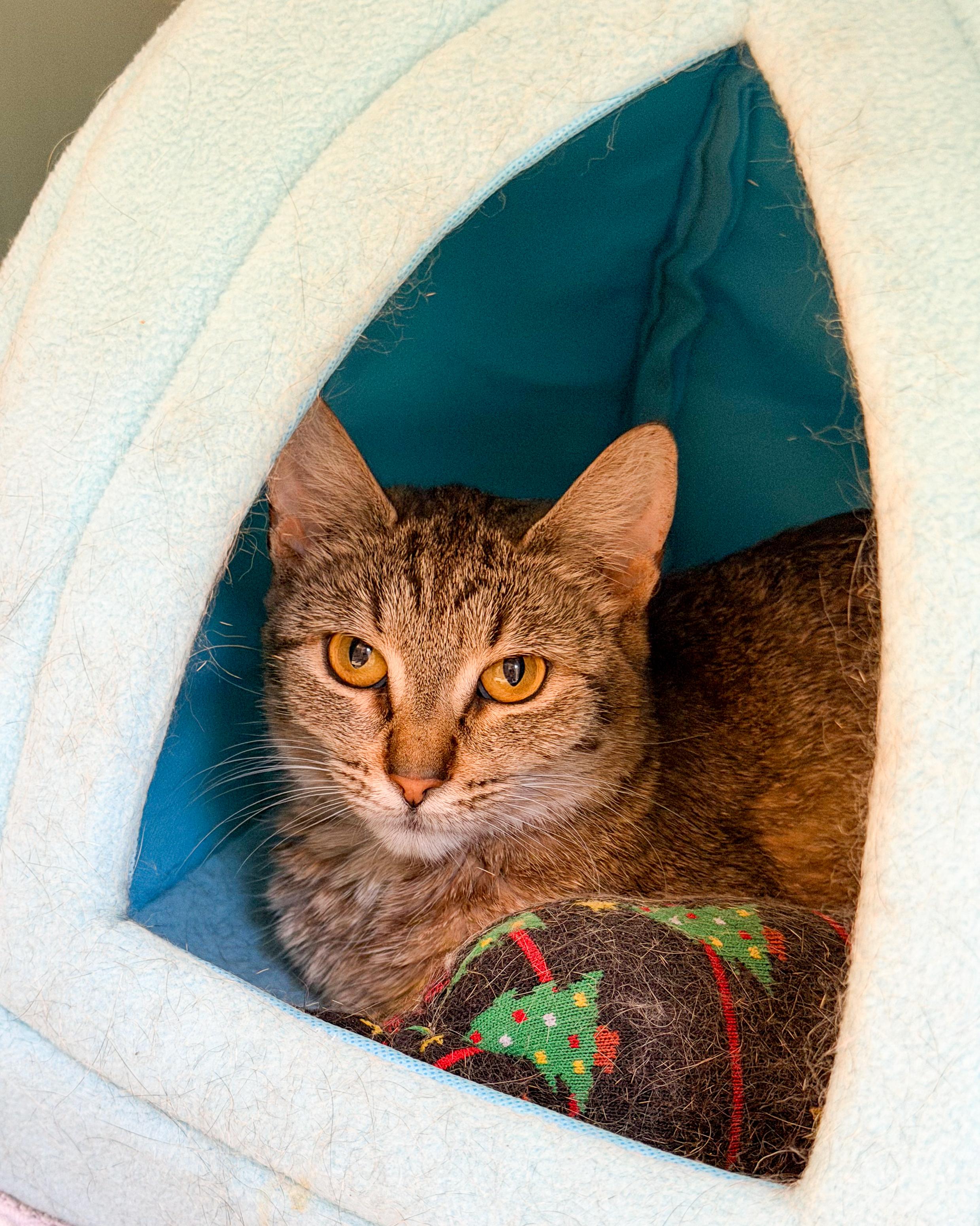 Renee, a Adoptable American Shorthair in Scituate, MA image 2/2