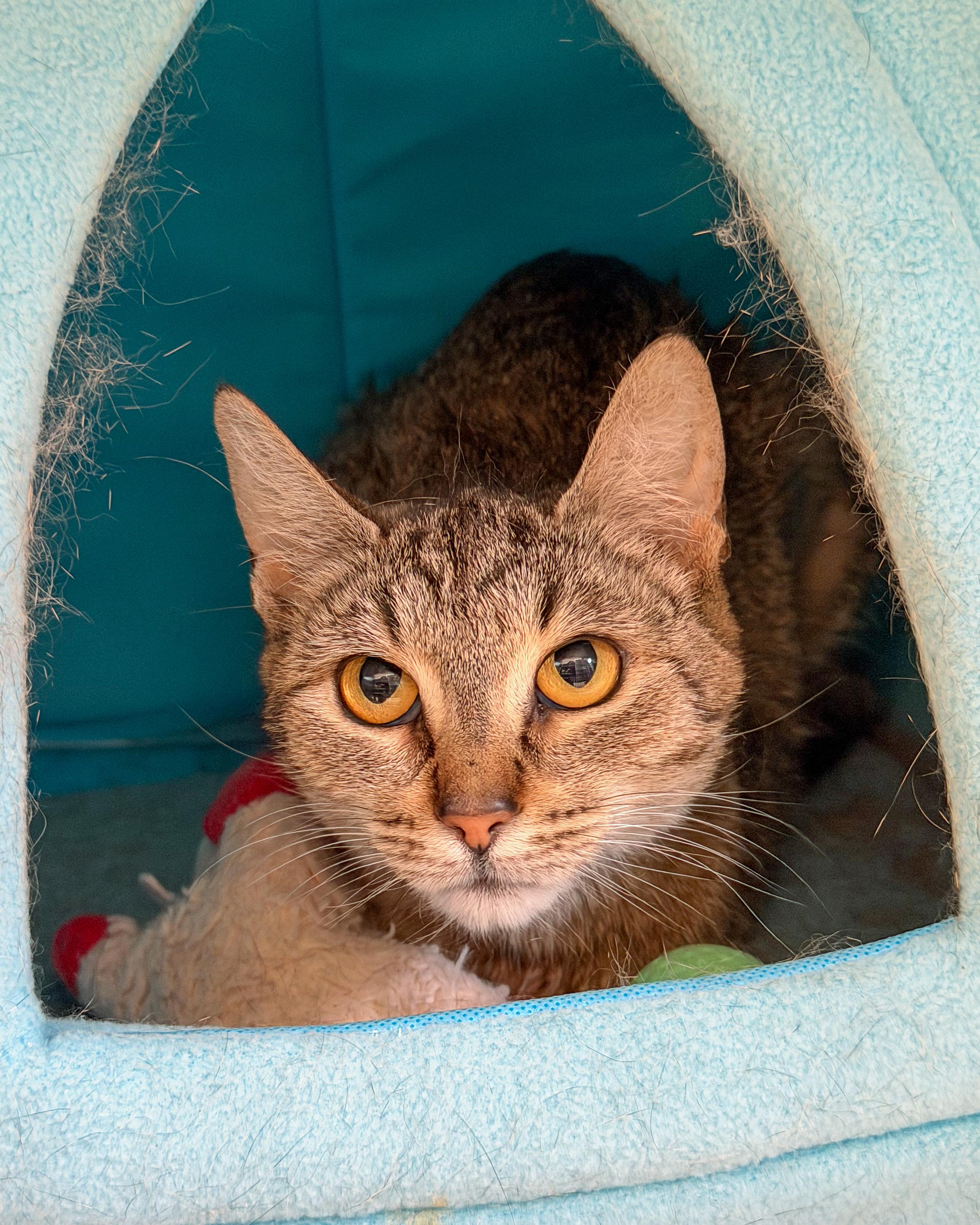 Renee, Adoptable, Adult Female American Shorthair.