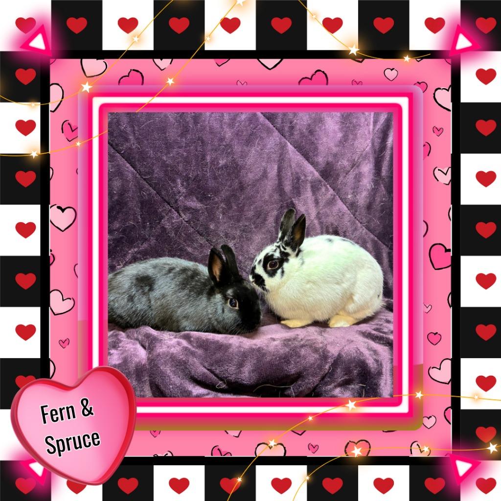 Enlarge Spruce, a Adoptable Dwarf in Elizabethtown, KY image 2/5