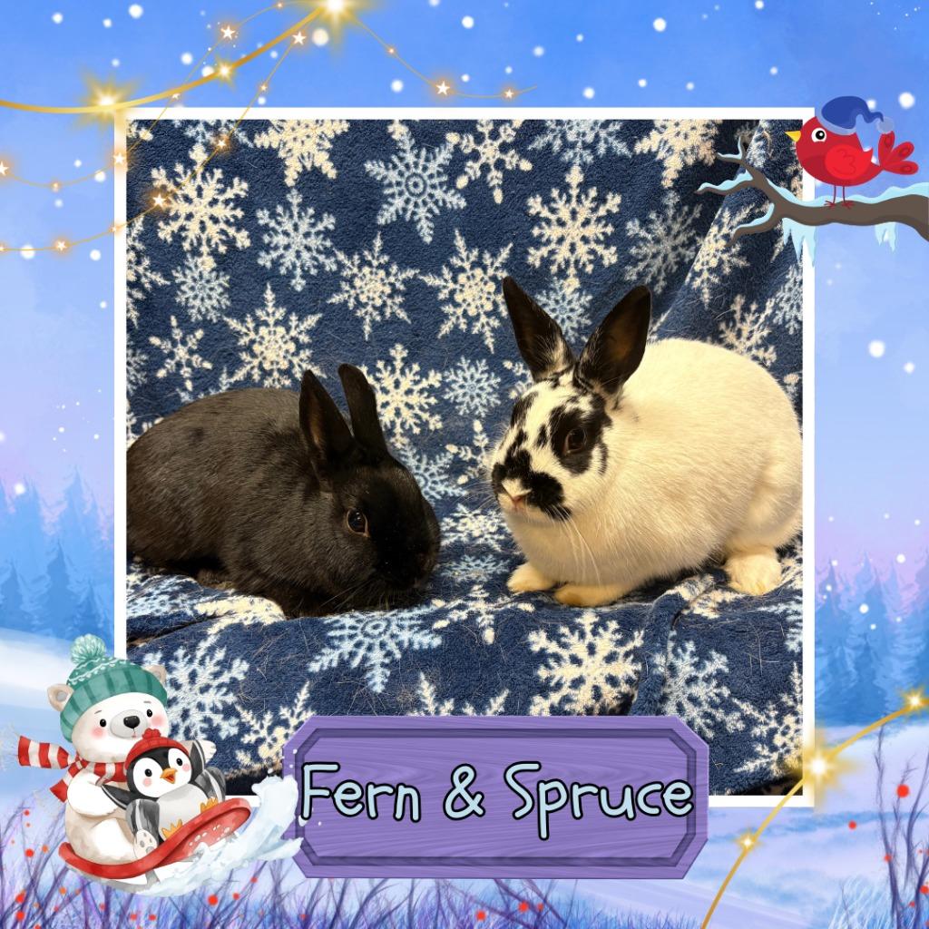 Enlarge Spruce, a Adoptable Dwarf in Elizabethtown, KY image 3/5