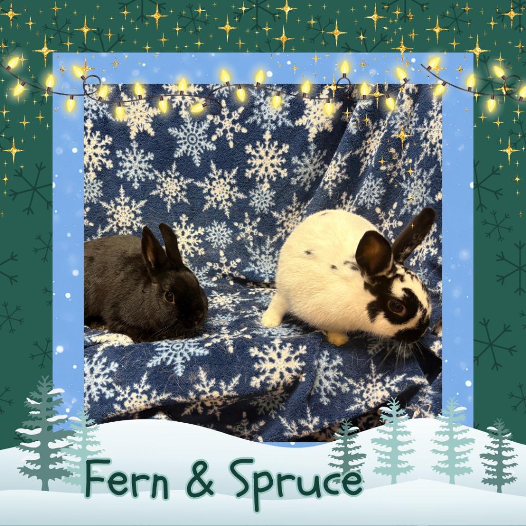 Enlarge Spruce, a Adoptable Dwarf in Elizabethtown, KY image 5/5