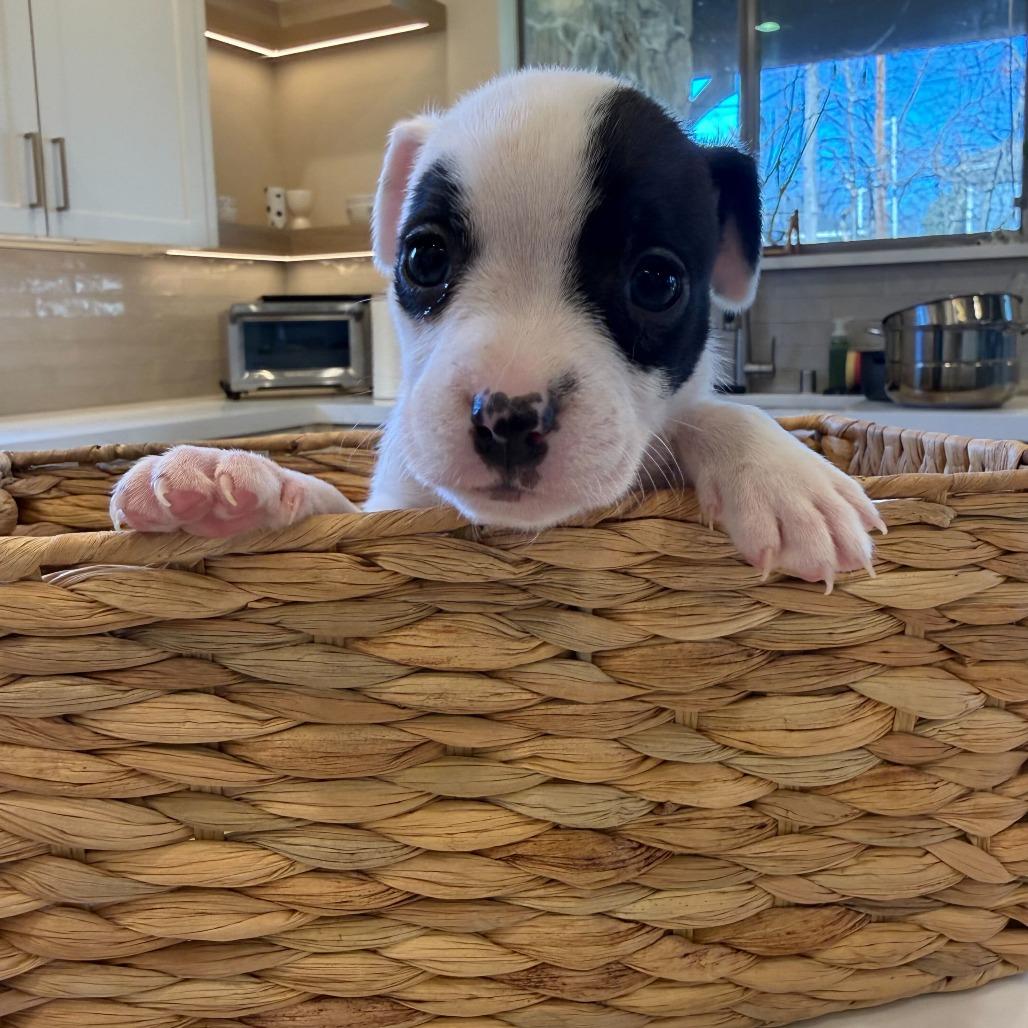 Potato Leek thumbnail 2