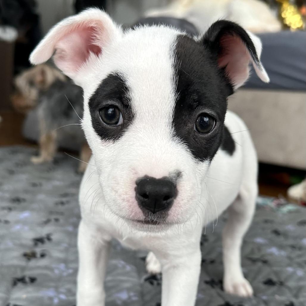Potato Leek, Adoptable, Puppy Male Mixed Breed.