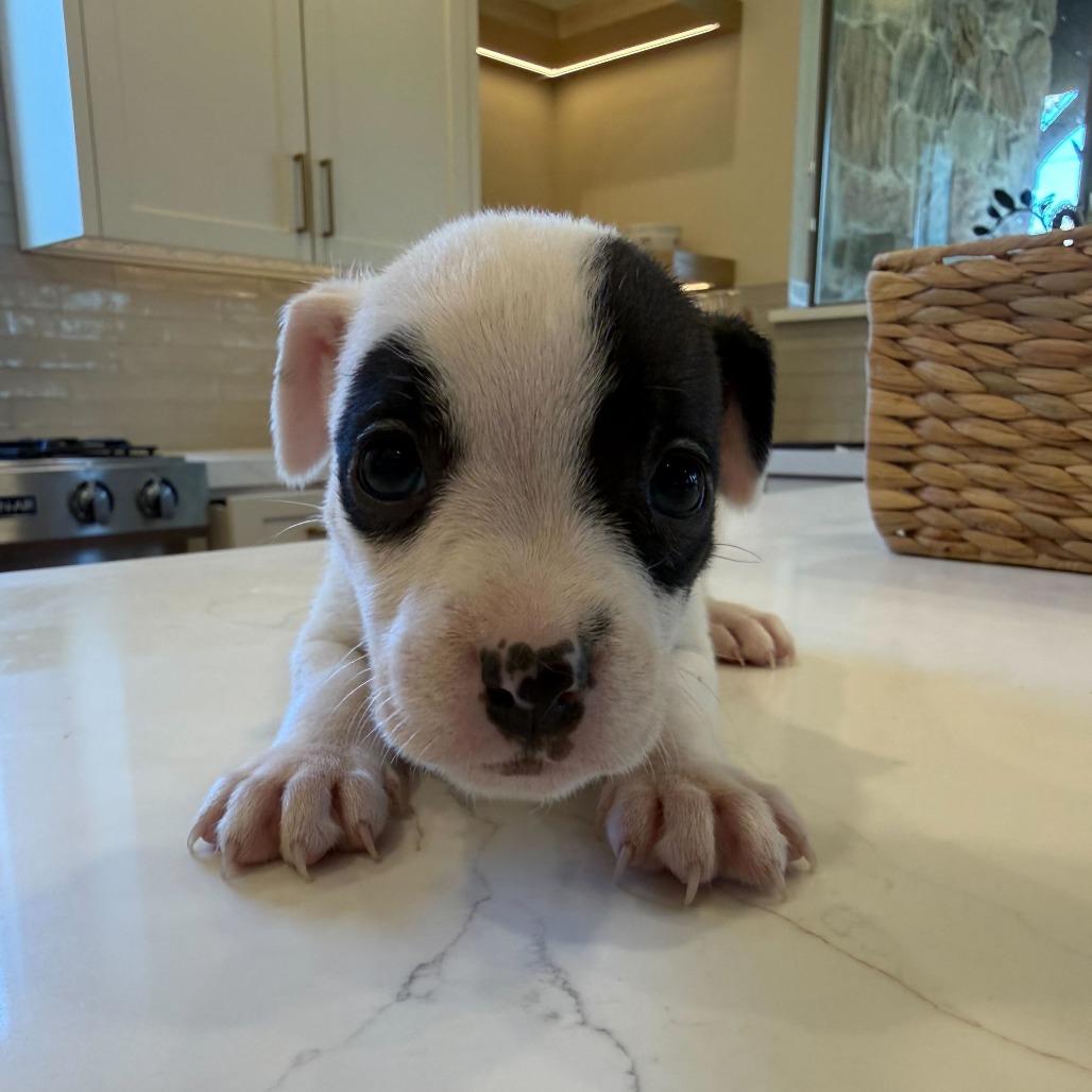 Potato Leek thumbnail 3