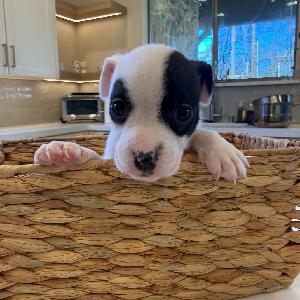 Potato Leek thumbnail 4