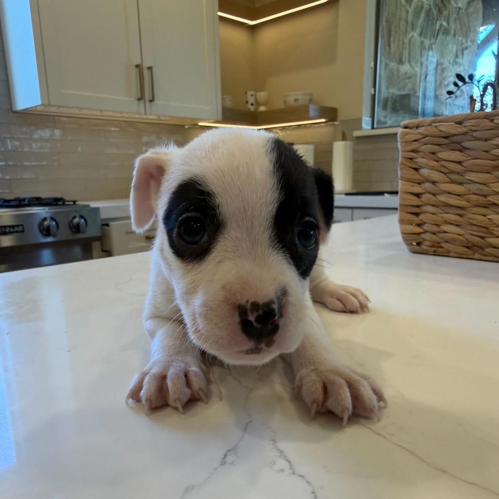 Potato Leek thumbnail 6