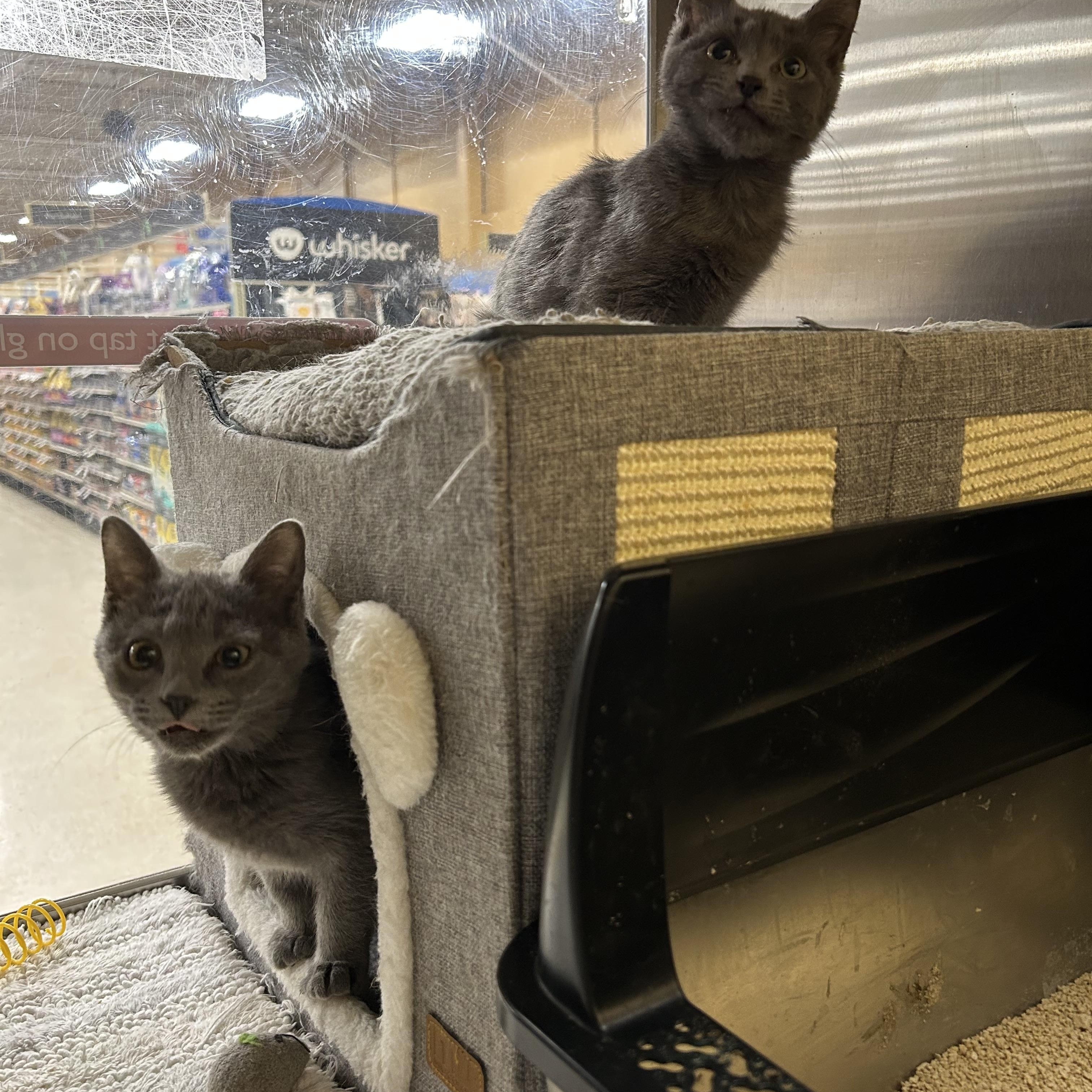 Jack & Queen , ADOPTABLE, Kitten Male Domestic Short Hair.