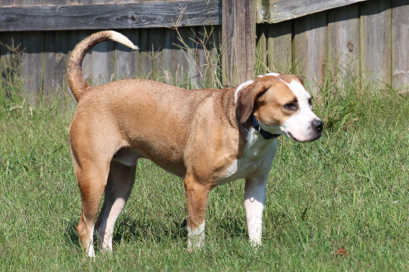 Hansel, Adoptable, Adult Male Beagle.