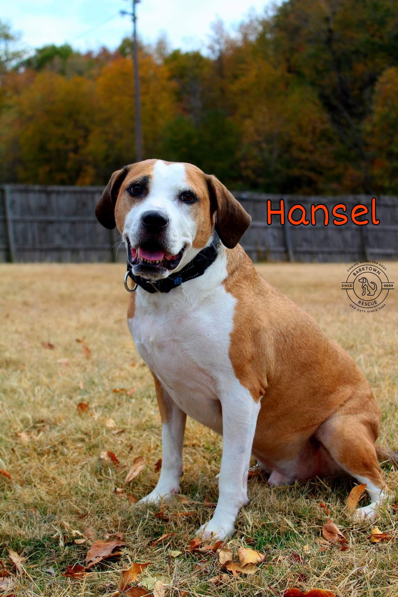 Enlarge Hansel, a Adoptable Beagle image 2/6