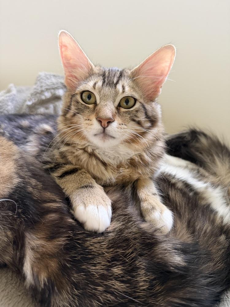 Enlarge Jupiter 2, a Adoptable mixed breed in Austin, TX image 2/5