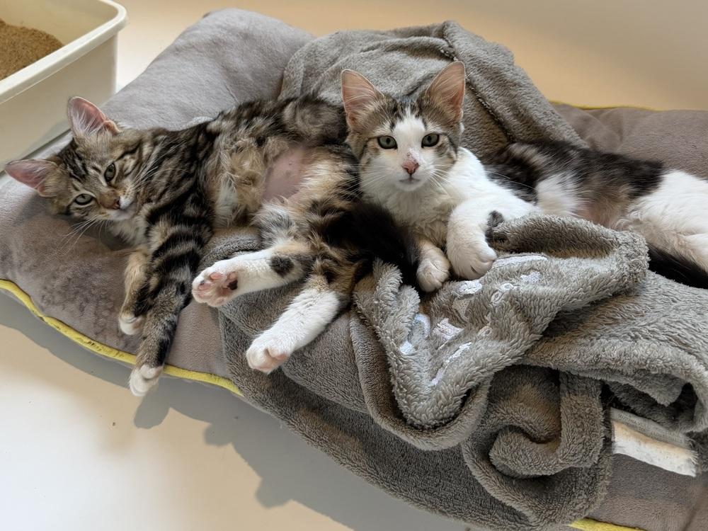 Enlarge Jupiter 2, a Adoptable mixed breed in Austin, TX image 3/5