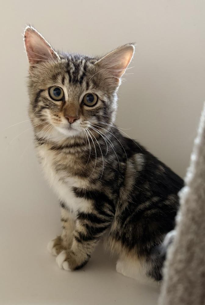 Enlarge Jupiter 2, a Adoptable mixed breed in Austin, TX image 4/5