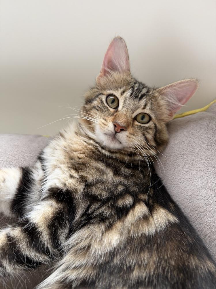 Enlarge Jupiter 2, a Adoptable mixed breed in Austin, TX image 5/5