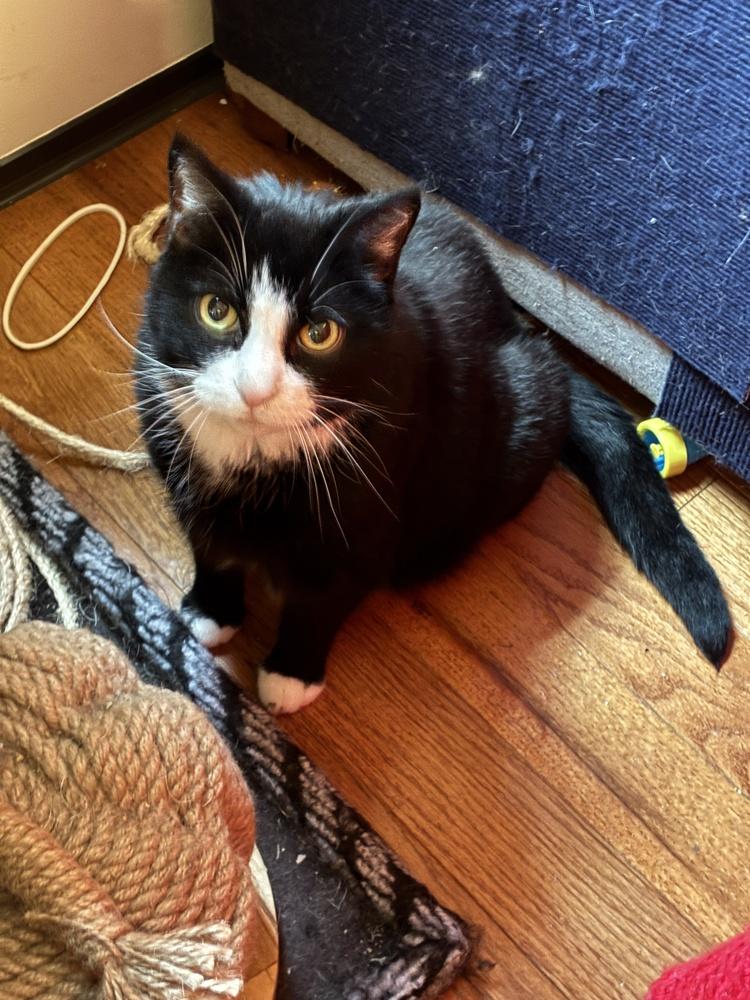 Enlarge Ami, a Adoptable Domestic Short Hair in Randolph, MA image 1/2