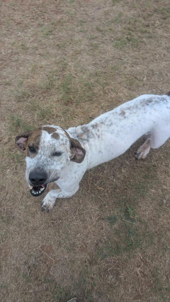 Wiggles, Adoptable, Adult Male Basset Hound & Australian Cattle Dog / Blue Heeler.