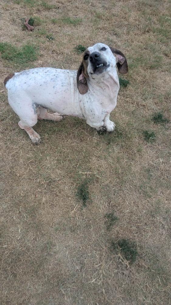 Wiggles, a Adoptable mixed breed in Deerfield, WI image 2/2