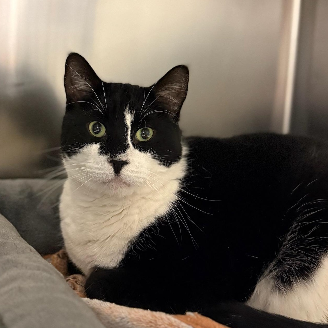 G-Unit, ADOPTABLE, Adult Male Domestic Short Hair.