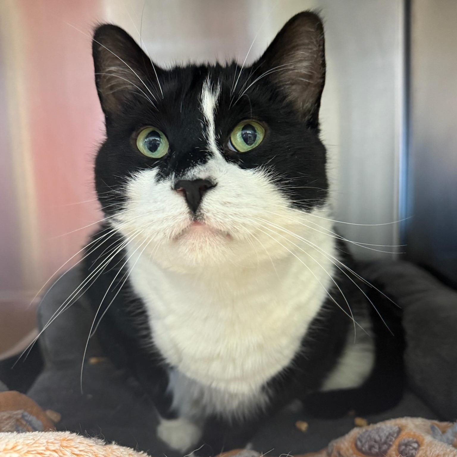 Enlarge G-Unit, a ADOPTABLE Domestic Short Hair in Wayne, NJ image 2/2