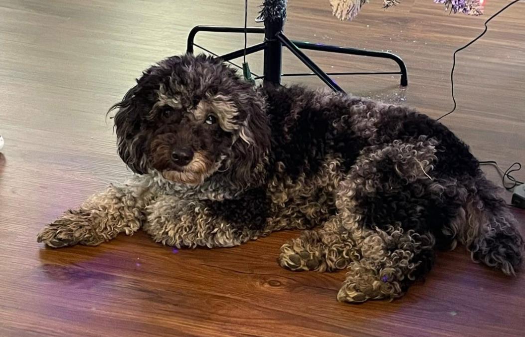 Swoopy, Adopted, Young Male Miniature Poodle.