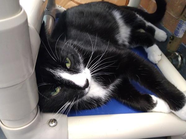 Enlarge Pickles, a Adoptable mixed breed in Canton, GA image 1/1