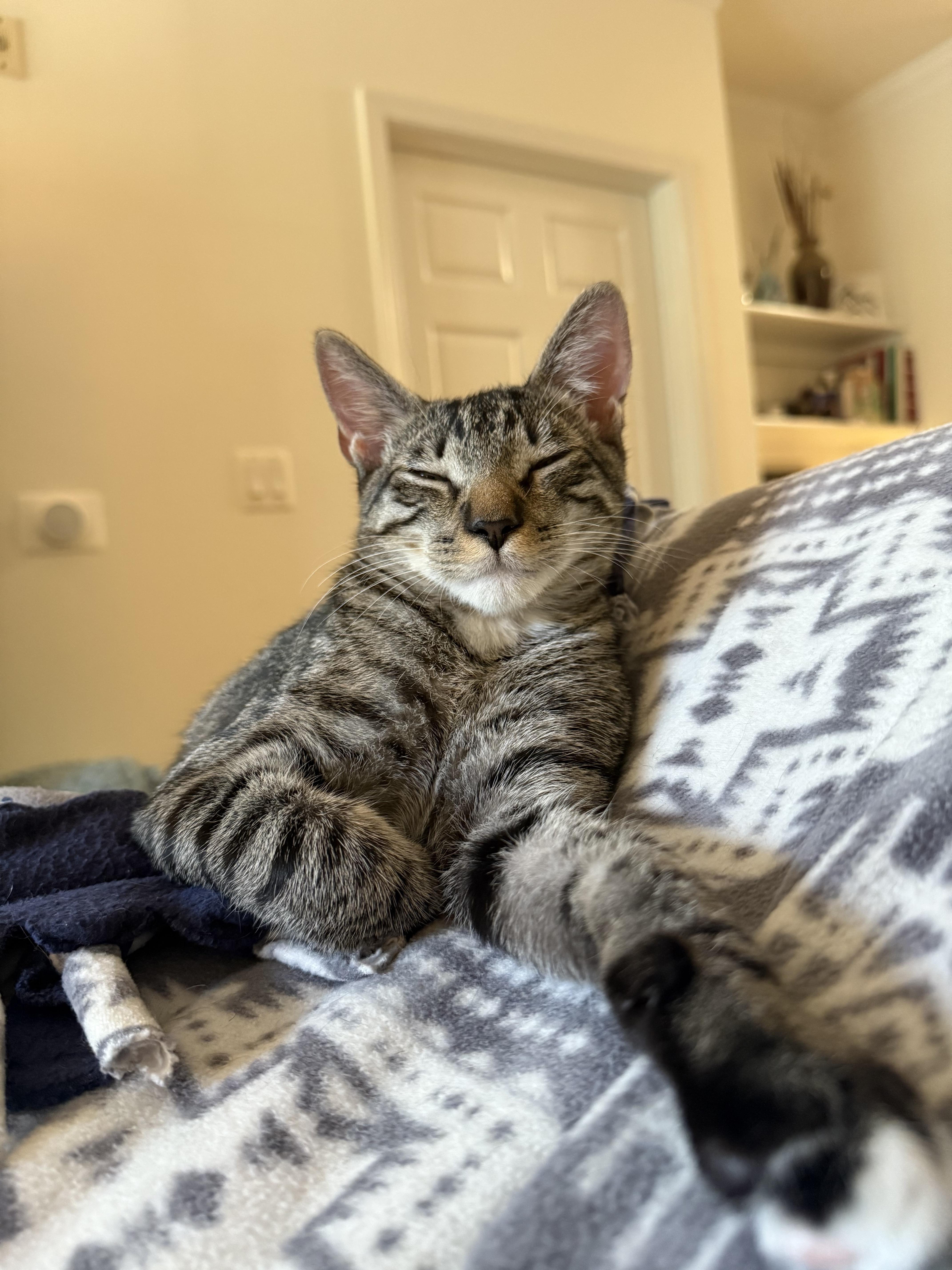 Dopey, Adoptable, Kitten Male Domestic Short Hair.