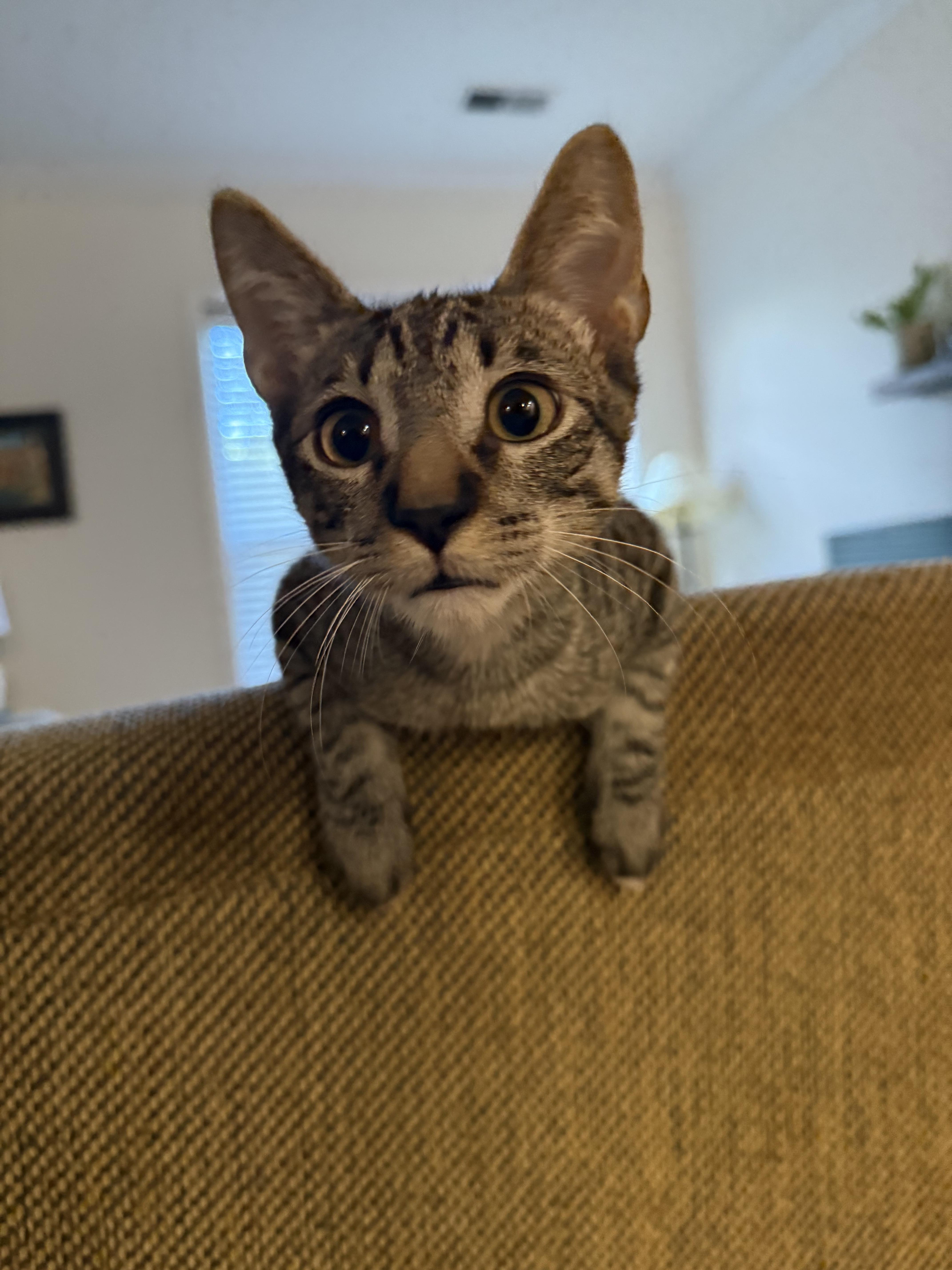 Enlarge Dopey, a Adoptable Domestic Short Hair in Fort Belvoir, VA image 5/5